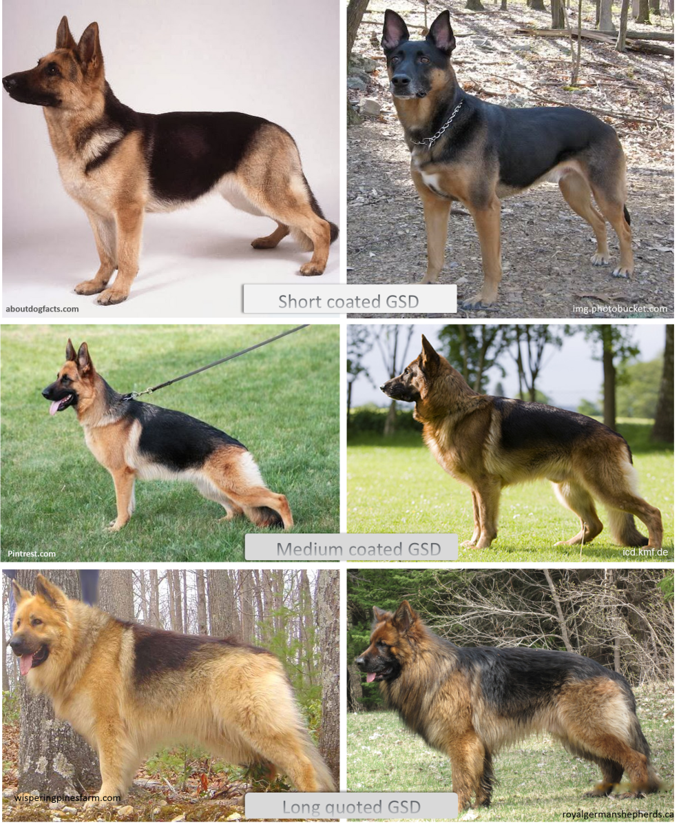 Types of German Shepherd
