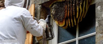 What are the benefits of hiring bee removal service provider