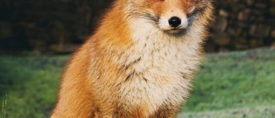 Cute Foxes