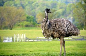 How Fast Can An Emu Run