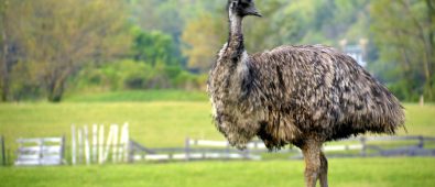 How Fast Can An Emu Run